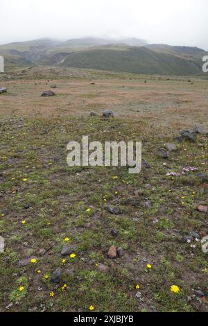 Parco nazionale di Cotopaxi, Ecuador, Sud America Foto Stock