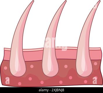 Sezione trasversale della pelle umana che mostra tre peli che crescono dai follicoli Illustrazione Vettoriale