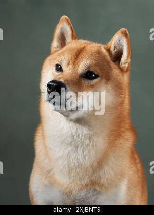 Un cane Shiba Inu avvelenato si siede attentamente su uno sfondo silenzioso, irradiando eleganza e attenzione Foto Stock