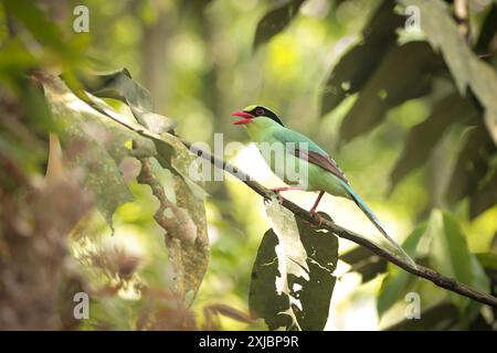 La comune magpie verde è un membro di medie dimensioni della famiglia Crow nativo dell'Himalaya inferiore e dell'Asia sudorientale. Foto Stock