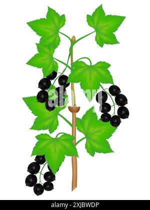 Ramo di ribes nero con frutti di bosco e foglie su sfondo bianco. Illustrazione Vettoriale