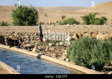 Valle del Giordano, Palestina. 17 luglio 2024. Un colono ebreo pascola le sue pecore vicino al canale del fiume Auja vicino alla città di Gerico nella valle settentrionale del Giordano. (Foto di Nasser Ishtayeh/SOPA Images/Sipa USA) credito: SIPA USA/Alamy Live News Foto Stock