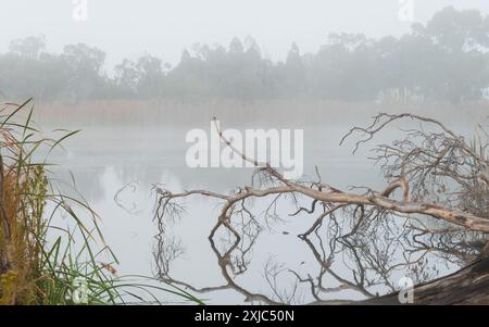 Albero morto che giace su un lago in una mattinata nebbiosa che avvolge la riva lontana in un paesaggio di nebbia nella natura del Granite Belt, Queensland, Australia. Foto Stock