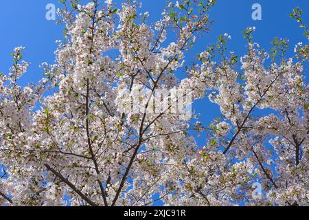 Sumida Park durante la bella stagione dei fiori di ciliegio, Tokyo Asakusa JP Foto Stock