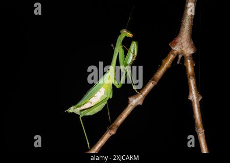 Una bella mantide preghiere che caccia in un giardino in una calda serata Foto Stock