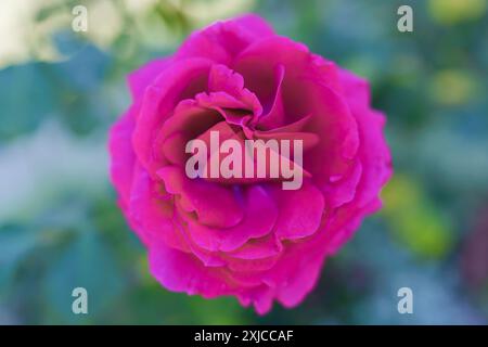 Rosa rosa nel primo piano del giardino estivo. Immagine di un bel fiore per un biglietto d'auguri Foto Stock