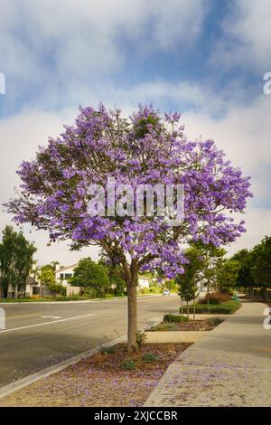 Splendido albero di Jacaranda in fiore nel parco cittadino con un cielo nuvoloso sullo sfondo Foto Stock