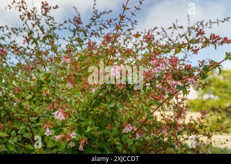 Abelia lucida arbusti fioriti primo piano. Caprifoliaceae arbusti perenni con piccoli fiori a forma di campana fioriscono nel giardino estivo Foto Stock