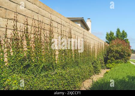 Fico arrampicante su un muro di mattoni. Parete in mattoni decorata con primo piano di edera verde Foto Stock