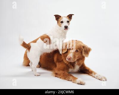 Due cani in armonia, un Retriever e un Jack Russell in uno studio, il Toller giace mentre il terrier si arrocca con attenzione Foto Stock