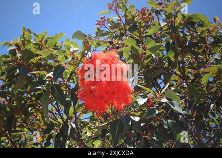 Gomma da fiore rossa (Corymbia ficifolia precedentemente nota come Eucalyptus ficifolia) endemica dell'Australia occidentale Foto Stock