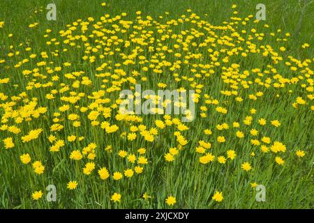 Una radura di fiori gialli luminosi in un prato verde. Wall hawkweed o Hieracium murorum Foto Stock