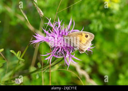 Marrone prato (Maniola jurtina), famiglia Nymphalidae su fiore rosso-viola di grande knapweed (Centaurea scabiosa), famiglia Asteraceae. Foto Stock