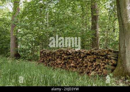 Legno di faggio biologico in un cumulo nella foresta, Danimarca, 25 maggio 2020 Foto Stock