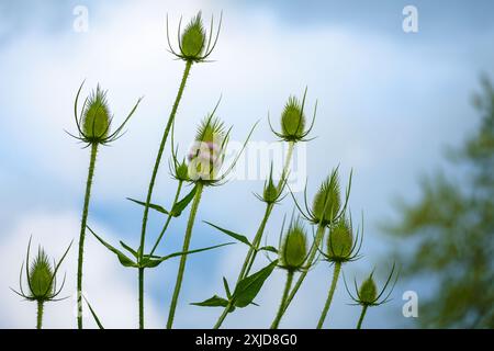 Gruppo di teste di teiera selvatiche (Dipsacus fullonum) all'inizio della fioritura, tipiche due fasce di fiori viola aperti intorno all'infiorescenza, nuvolose Foto Stock