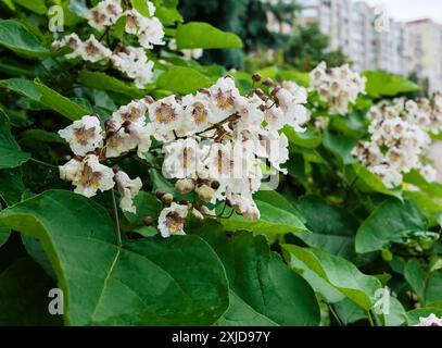 Primo piano di un albero di catalpa fiorito dopo la pioggia in città. Foto Stock