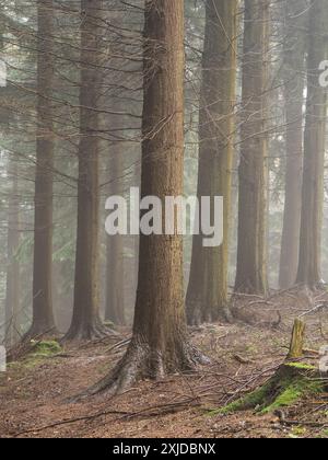 Piantagione di boschi vicino a Brand Hill, Onibury, Craven Arms, Shropshire, Regno Unito Foto Stock