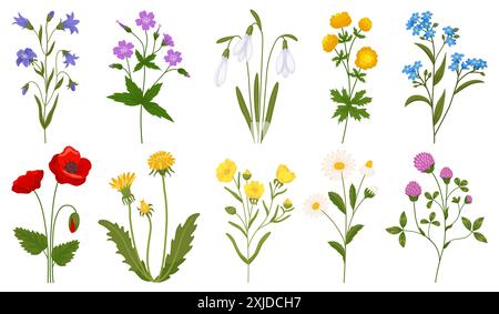 Fiori di campo in fiore. Botanica ed erbe selvatiche. Rami di camomilla. Papaveri boccioli di petali. Piante da prato estivo. Campane e leoni fioriscono. Fiore selvatico Illustrazione Vettoriale