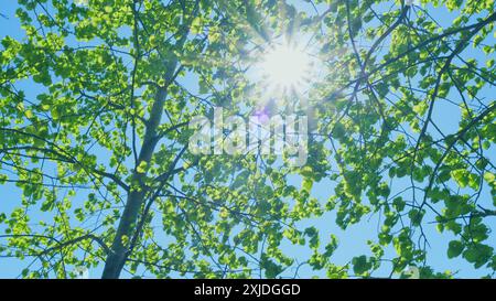 Colpo largo. Cielo attraverso gli alberi. Il sole splende nella fotocamera attraverso foglie verdi sui rami dell'albero che ondeggiano in vento. Verde fogliame di albero e luce solare brillante Foto Stock