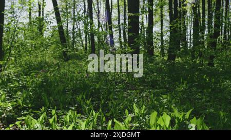 Inclinare verso il basso. Bellissimo Stem Lily delle Valley Blades. Purezza e freschezza. Momenti primaverili. La splendida foresta di Lily of Valley è un elemento della natura selvaggia. Foto Stock