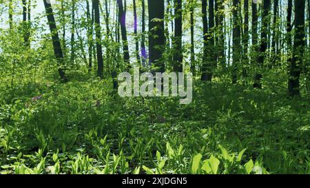 Inclinare verso il basso. Lily della Valley Spring parte. Primo piano di Convallaria Majalis. Foglie piccole e lame verdi giovani. Fragile Little Lilies of the Valley BL Foto Stock