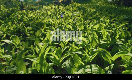 Inclinare verso il basso. Lily della Valle o a volte scritto Lily-of-the-Valley. Primavera in Europa. Lily of the Valley Fiore gemme nella foresta primaverile tra Foto Stock