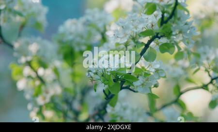 Al rallentatore. Giardino fiorito. Pere primaverili in fiore. Scena albero di primavera in fiori. Fioritura di Una pianta fruttuosa. Fiori di pere bianche in fiore e Foto Stock