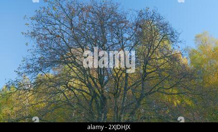 In tempo reale. Vista dall'alto dell'albero della foresta autunnale dal basso. Alberi autunnali sullo sfondo del cielo. Foto Stock