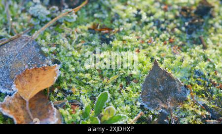 Panoramica. Atmosfera autunnale, sfondo autunnale. Ghiaccio ghiacciato al mattino della foresta. Foto Stock