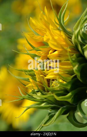 Vista laterale del girasole in fiore, l'Helianthus annuus latino, in una luminosa giornata estiva di sole, sfondo naturale colorato e fiorito Foto Stock