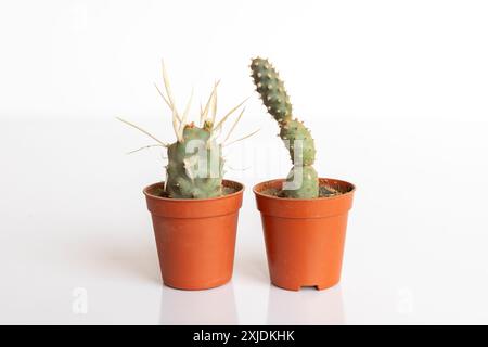 Tephrocactus Paper spine e Tephrocactus Cactus Spruce Cactus isolato su sfondo bianco Foto Stock