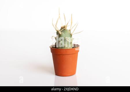 Tephrocactus dorso di carta piccolo cactus in vaso miniaturizzato su sfondo bianco isolato Foto Stock