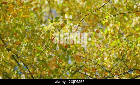Bokeh. Colori autunnali e autunnali di un albero contro un cielo azzurro e luminoso. Guardando in alto sull'albero autunnale nel parco naturale. Foto Stock