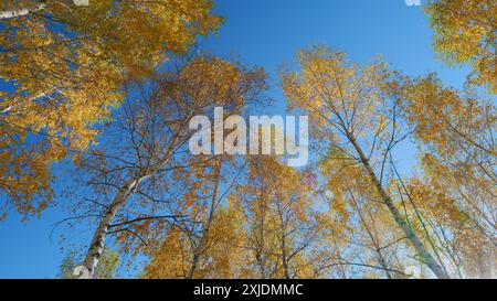 Vista ad angolo basso. Panorama di una giornata di sole. Composizione delle foglie di acero giallo sopra il cielo. Foto Stock