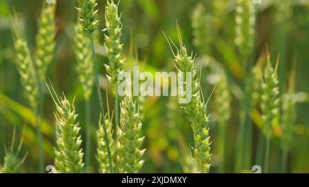 Primo piano. Agricoltura natura ecologica concetto di germe di grano. Picchi gialli e verdi oscillano nel vento. Foto Stock