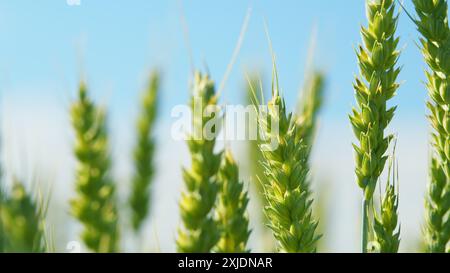 Vista ad angolo basso. Le orecchie d'oro oscillano lentamente nel vento. La coltivazione dei cereali lascia terreni agricoli dell'industria. Foto Stock