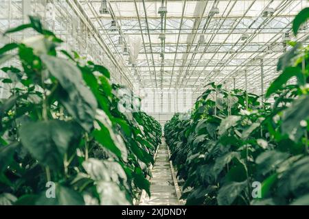 Il peperone crescono in filari in una grande e moderna serra con sistema idroponico per la coltivazione di verdure dall'interno. Concetto di coltivazione di verdure biologiche Foto Stock