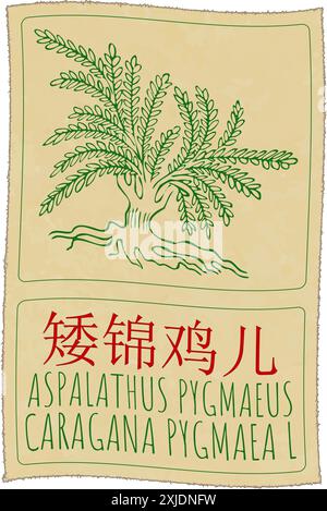Disegno vettoriale ASPALATHUS PYGMAEUS in cinese. Illustrazione disegnata a mano. Il nome latino è CARAGANA PYGMAEA L. Illustrazione Vettoriale