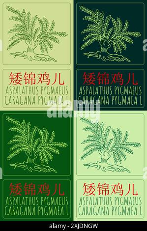 Set di disegni vettoriali ASPALATHUS PYGMAEUS in cinese in vari colori. Illustrazione disegnata a mano. Il nome latino è CARAGANA PYGMAEA L. Illustrazione Vettoriale