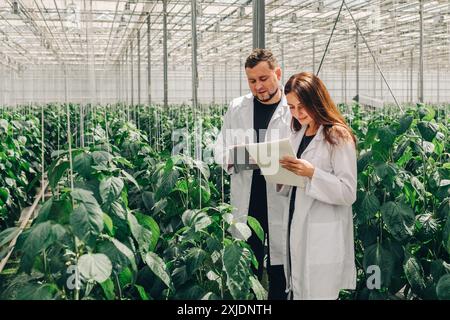 Uomo, donna in cappotti bianchi, in una moderna serra, raccogliere dati, indicatori di crescita dei peperoni in un sistema idroponico per la coltivazione di verdure in una Foto Stock