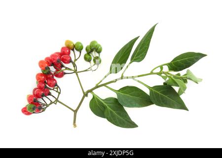 Ciuffo mortale di foglie di nightshade atropa belladonna con bacche rosse su pianta velenosa bianca utilizzata in medicina a base di erbe sotto cura professionale. Foto Stock