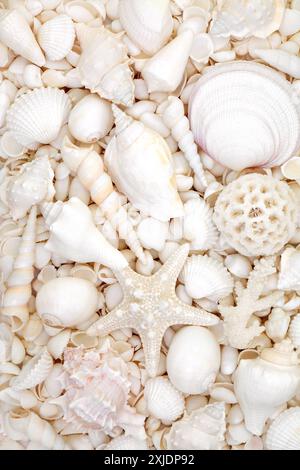 Sfondo con conchiglie di mare con ampia collezione di conchiglie bianche. Composizione decorativa della vita marina naturale per il biglietto d'auguri a tema estivo. Foto Stock