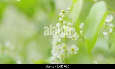 Al rallentatore. Ciliegio o prunus padus in fiore. Specie del sottogenere padus, che hanno fiori in racemi. Foto Stock