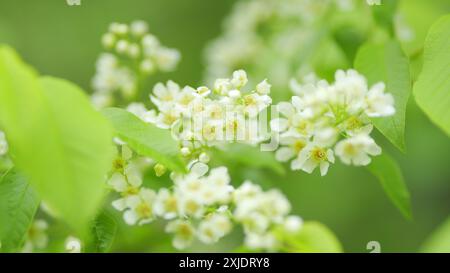 Al rallentatore. Prunus padus o noto come ciliegio degli uccelli. Ciliegia di uccello in fiore. Pianta da fiore nella famiglia delle rose rosaceae. Foto Stock