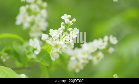 Al rallentatore. Fiori bianchi di piccolo albero, ciliegia di uccello o hackberry. Lat. prunus padus. Foto Stock