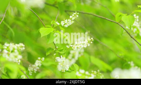 Al rallentatore. Prunus padus cresce e fiorisce nel giardino in primavera. Hagberry o mayday Tree. La primavera fiorisce. Foto Stock