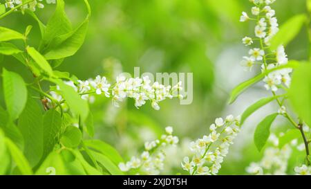 Al rallentatore. Hackberry o hagberry e prunus padus o mayday Tree. Pianta di fioritura nella famiglia delle rose. Foto Stock