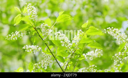 Al rallentatore. Carcassa o fragola e albero di mayday. Pianta da fiore nella famiglia delle rose rosaceae. Foto Stock