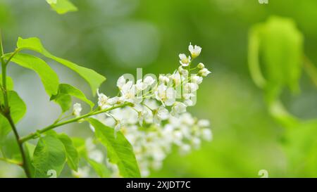 Al rallentatore. Carcassa o fragola e albero di mayday. Pianta da fiore nella famiglia delle rose rosaceae. Foto Stock