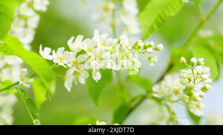 Al rallentatore. Rami di ciliegi di uccelli in fiore. Uccello ciliegio in fiore. Fioritura di massa. Foto Stock